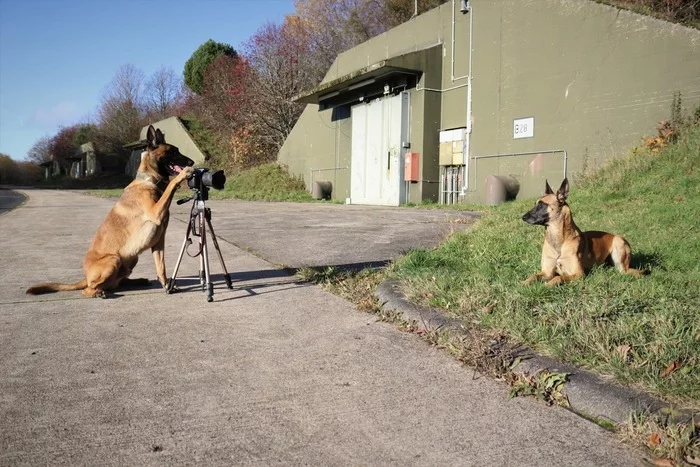 Honey, beef - Dog, PHOTOSESSION, Camera, Milota, Posing