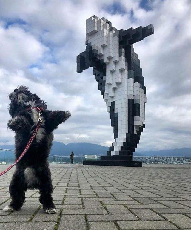 Cosplay - Dog, The photo, Similarity, Killer whale, Sculpture, Vancouver