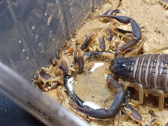 �������� Hottentotta Jayakari