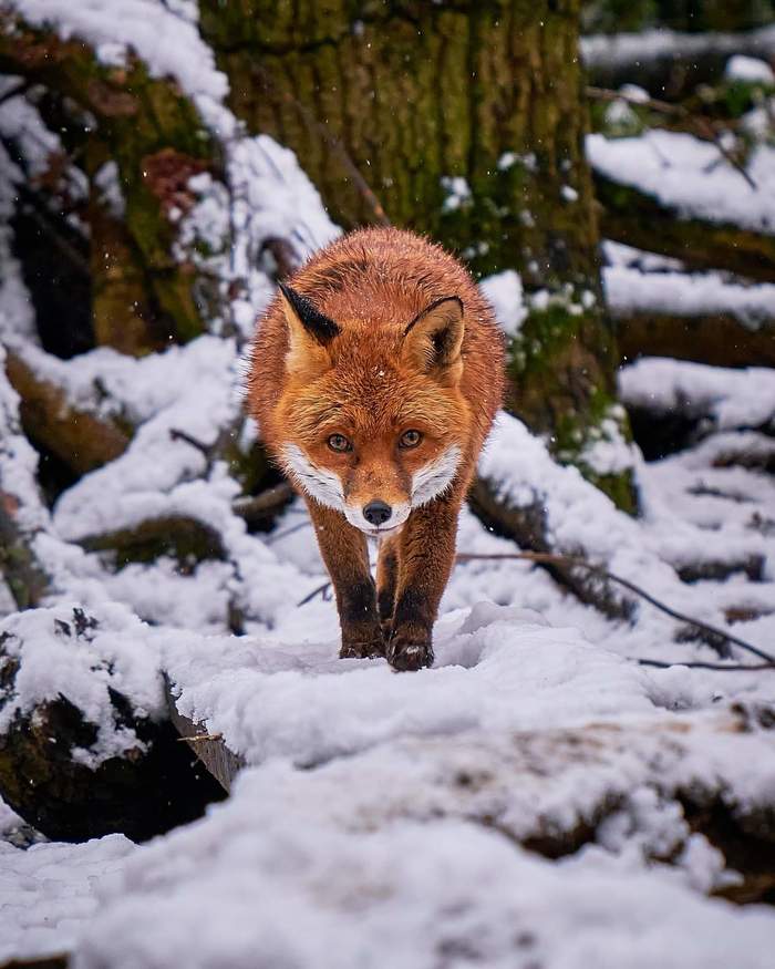 In England, snow fell and animals do not all know what it is - Tiger, Owl, Red panda, Wild animals, Predatory animals, Zoo, England, Snow, Interesting, Fox, Longpost