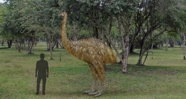 Paw of the moa bird - Moa, New Zealand, Mummy