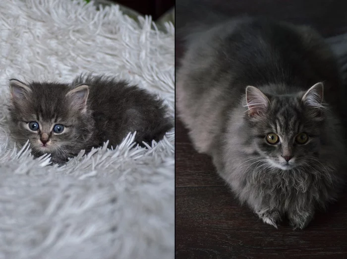 Six months later - My, cat, The photo, It Was-It Was