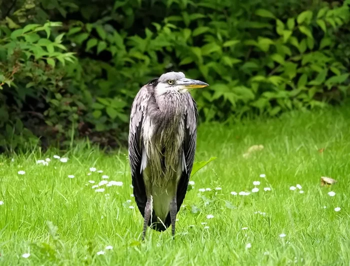 Angry Heron - My, Heron, Gray heron, Nature