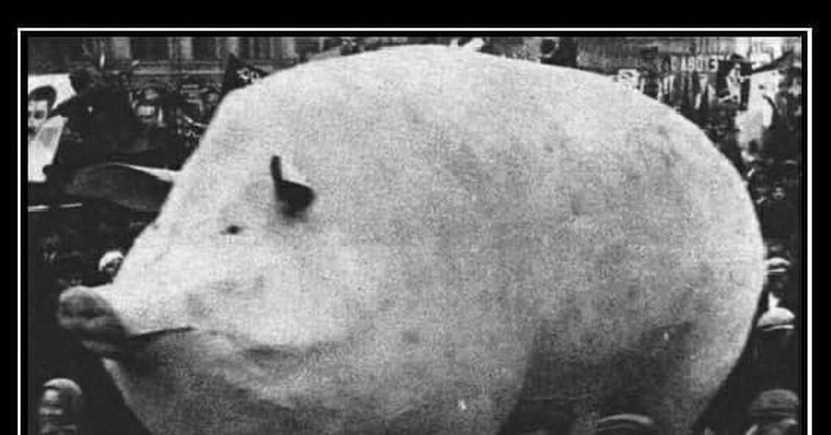 Свинья бандит. Украинская Бимба. Царь бомба 1961 свинья. Украинская Бимба свинья.