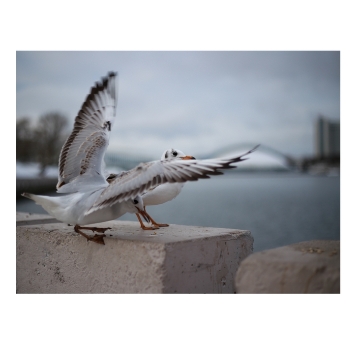   Canon 6d, , ,   , 