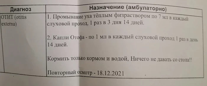 Нужна помощь в лечение собаки - Моё, Ветеринар, Собака, Помощь, Консультация, Домашние животные, Лечение, Без рейтинга