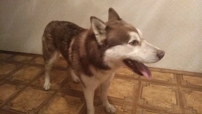 [Owner found] Siberian husky found - Dog, Found a dog, Husky, Saratov, No rating