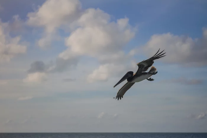 Cuban pelicans - My, The photo, Birds, Pelican, Cuba, Caribs, Canon, 2021, Longpost