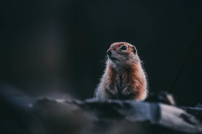 Evrazhka - My, Evrazhka, Chukotka, Canon, Wild animals