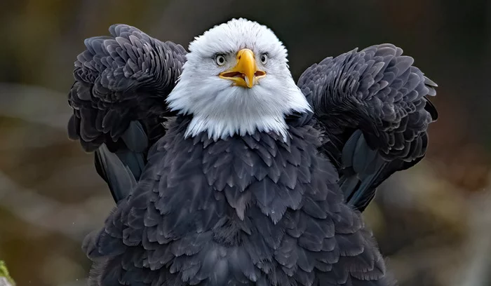 Hands to the side - Bald eagle, Eagle, Birds, Predator birds, Hawks, Vancouver, wildlife, Canada, North America, Seriousness, The photo, Around the world, Funny animals, Longpost