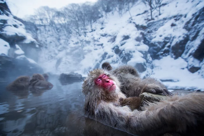Macaques suspected of love for fishing - Japanese macaque, Toque, Primates, Japan, Wild animals, The hot springs, Bath, Eating behavior, A fish, University, Birmingham, Great Britain, British scientists, Scientists, Research, The science, Winter, Informative, Around the world