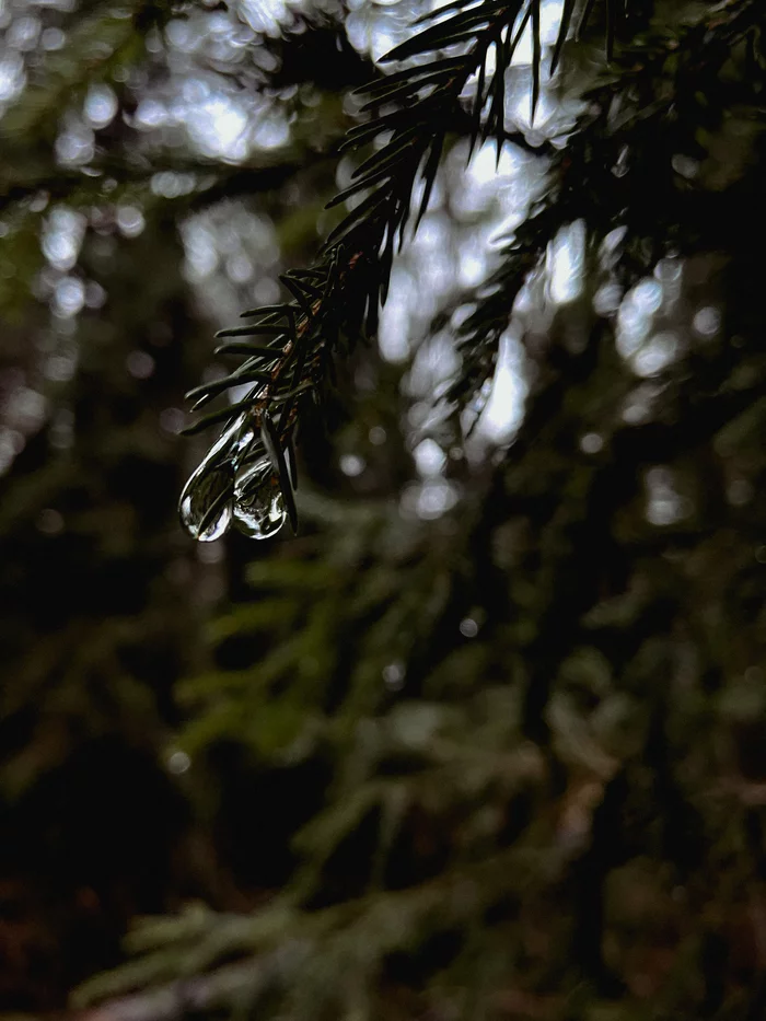Autumn - My, The photo, Mobile photography, Water drop, Macro photography, Conifers