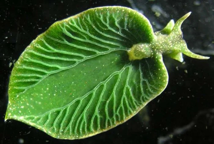 Elysia: An animal that turns into a vegetable. This slug feeds on the energy of the sun through chloroplasts stolen from plants. - Slug, Sea slug, Animal book, Yandex Zen, Longpost