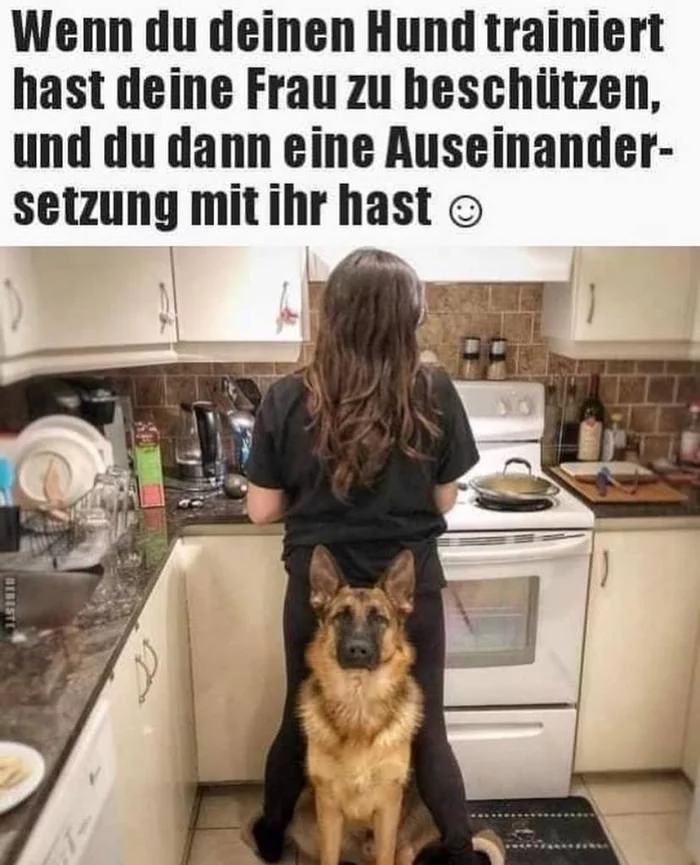 When he trained a dog to protect his wife, and then quarreled with her - Humor, German Shepherd, German, Argument, Wife, Picture with text, Dog