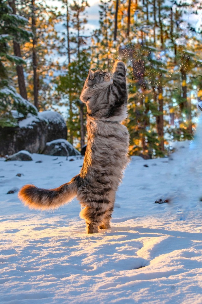 Снег и солнце. Кот, Серый, Снег, Солнце