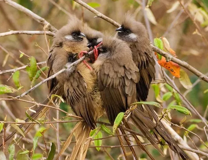 Bird Mouse: Looks like a mouse, behaves like a mouse, and makes farmers nervously shake like a mouse - Birds, Animal book, Yandex Zen, Longpost