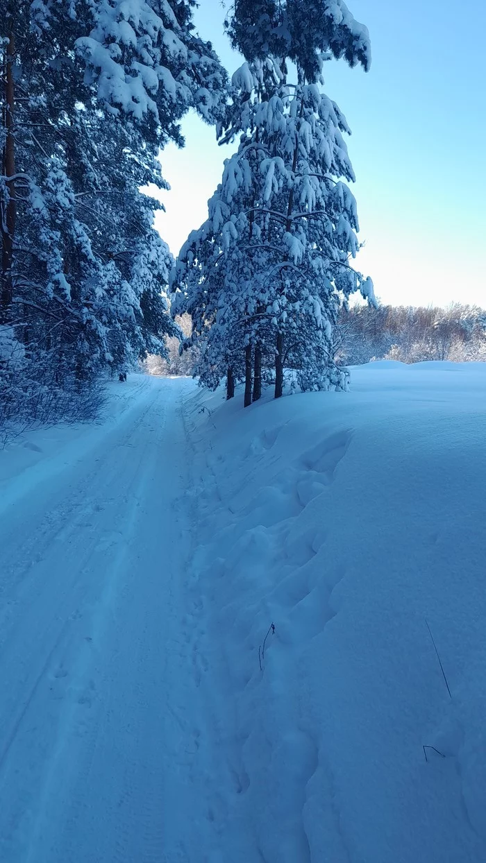 Outskirts of Riga - My, Winter, Riga, beauty of nature, Forest, Mobile photography, Longpost