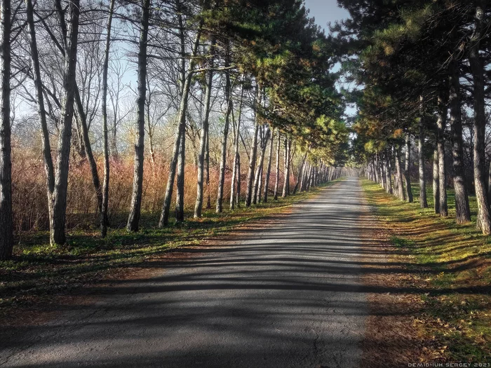 Long Shadow Park) - My, The photo, Landscape, Shadow, The park, Nature, Photo on sneaker, Mobile photography, Longpost