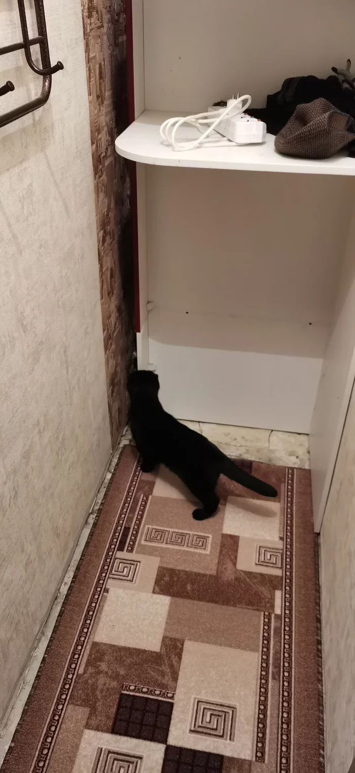 The chief foreman takes the job! - Longpost, Repair, Pantry, Scottish lop-eared, Black cat, cat