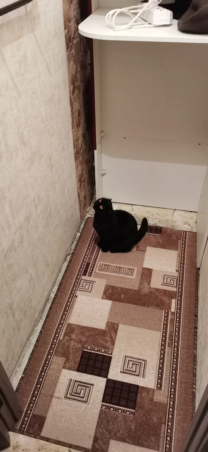 The chief foreman takes the job! - Longpost, Repair, Pantry, Scottish lop-eared, Black cat, cat