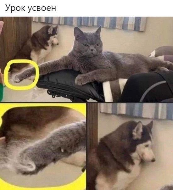 Well, what is he? - Humor, cat, Picture with text, Dog, Cats and dogs together, Husky