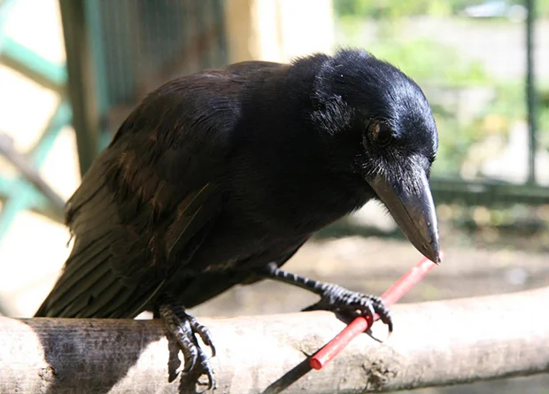 The New Caledonian Raven: A bird that has made even monkeys intelligent. What one of the smartest animals on the planet is capable of - Birds, Crow, Animal book, Yandex Zen, Longpost