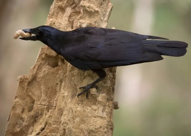 The New Caledonian Raven: A bird that has made even monkeys intelligent. What one of the smartest animals on the planet is capable of - Birds, Crow, Animal book, Yandex Zen, Longpost