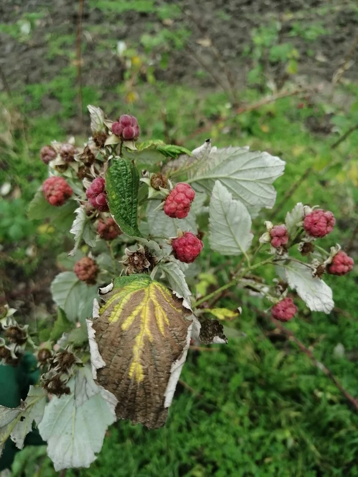 Summer in winter - My, December, Berries, Raspberries, Longpost