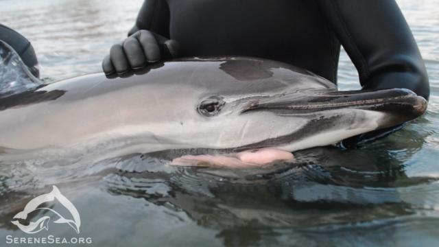 In the Crimea, smugglers tried to smuggle a dolphin to Ukraine - My, Dolphin, Crimea, Smuggling