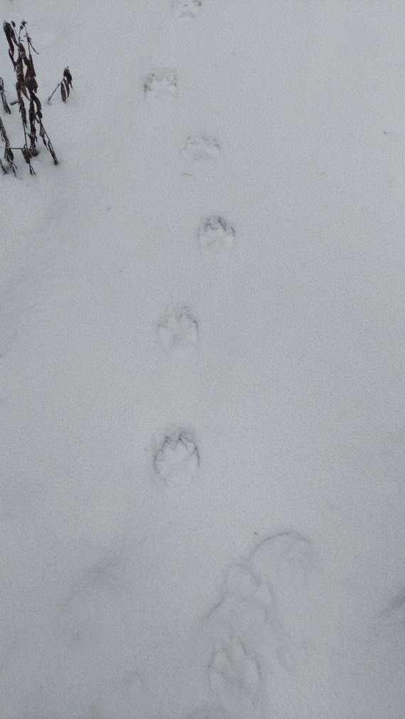 Wolf? - My, Forest, Footprints, Wolf