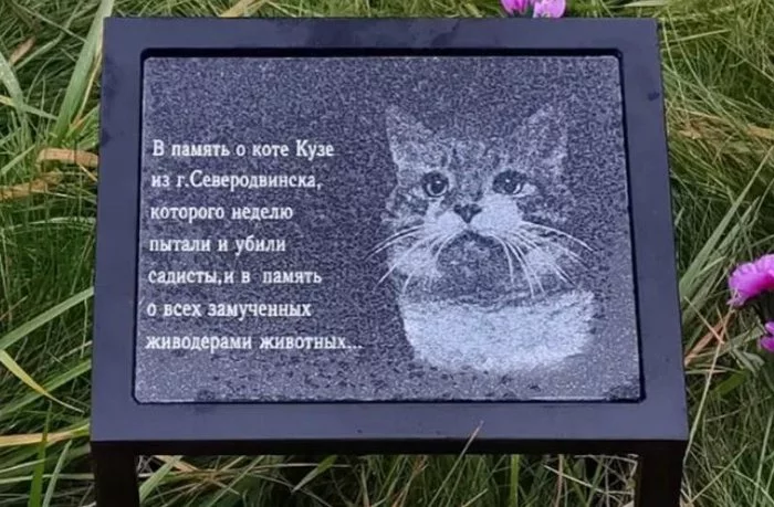 Killers of the cat Kuzi will stand trial - cat, Sadism, Flailing, Pets, Court, Расследование, Kuzya, Severodvinsk, Negative