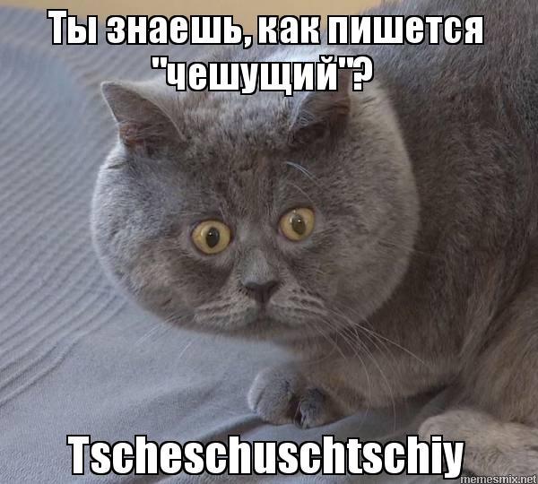 This complex Russian language - Humor, Funny, Funny lettering, Interesting, Language, German, Foreign languages, cat