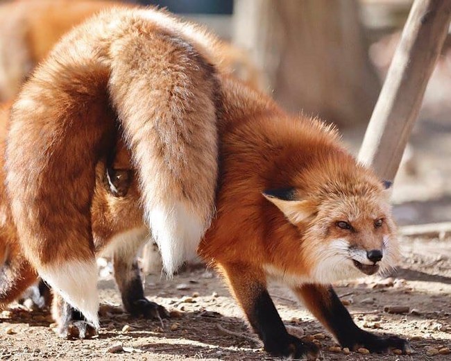 Two-tailed fox - Fox, Kitsune, Milota, Nature, Animals, The photo, Tail