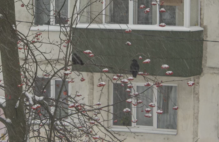 Jackdaws and rowan - My, Birds, Snowfall, The photo, Rowan, Подмосковье