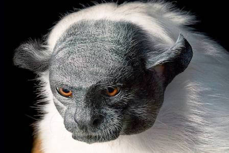 He could be Dracula and a vampire in silent films. - My, Monkey, Monkey, Red Book, Primates, Positive, Humor, Animals, Wild animals, Nature, wildlife, Milota, Funny animals, Facts, Biology, Endangered species, Kindness, Vampires, Movies, Silent movie, Longpost