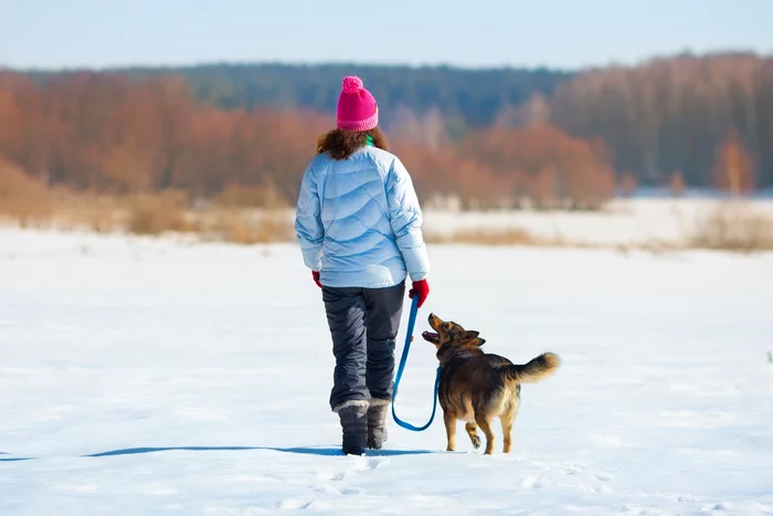 In Russia, it will be forbidden to walk pets at a temperature below -10 ° C - Pets, Dog, State Duma, IA Panorama