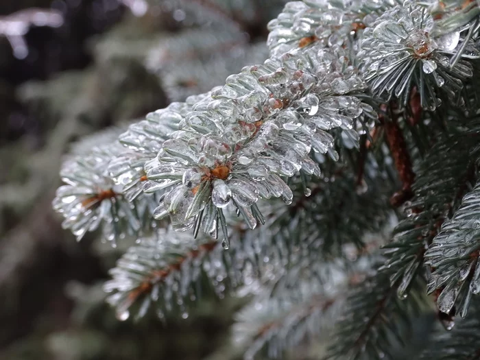 Freezing rain in Kiev - My, Freezing rain, Kiev, Ice, The photo, Nature, Longpost, Macro photography, Conifers