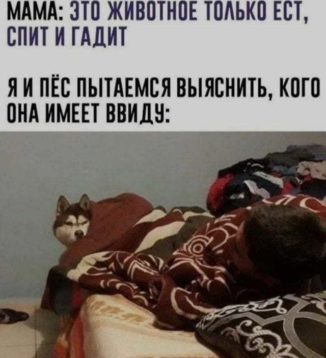 что делать если мой сын похож на мопса. Смотреть фото что делать если мой сын похож на мопса. Смотреть картинку что делать если мой сын похож на мопса. Картинка про что делать если мой сын похож на мопса. Фото что делать если мой сын похож на мопса