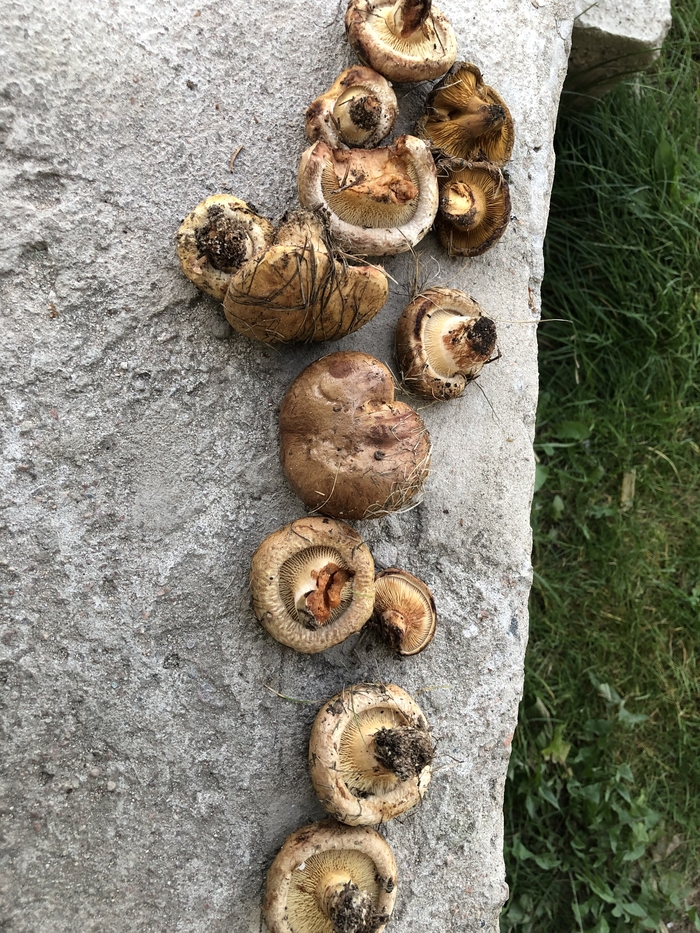 �������� ��������