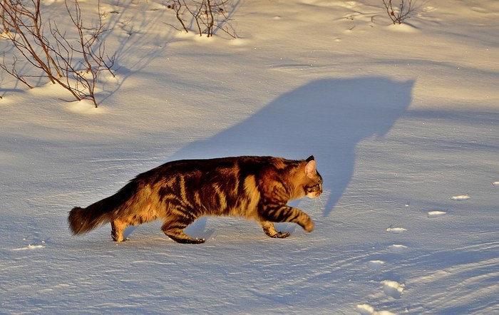 Крадётся хищник.