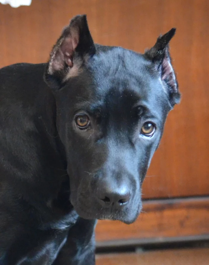 Good girl - My, Dog, Cane Corso, Milota, Photo on sneaker, Longpost