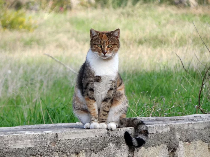 Turkish Cat - My, cat, Sight, A rock, Grass, Beautiful