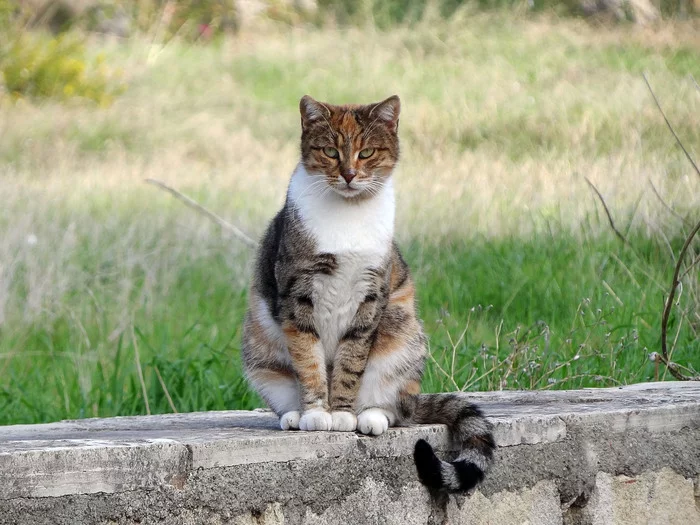 Турецкий кот - Моё, Кот, Взгляд, Камень, Трава, Красивое