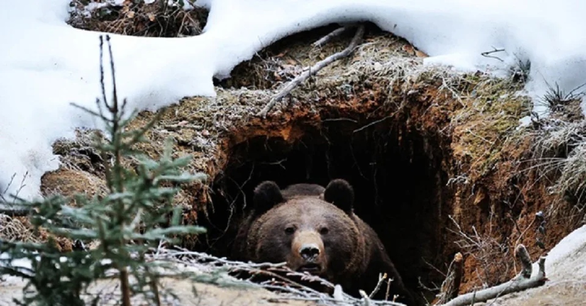 Когда просыпается медведь весной. Бурый медведь в спячке. Берлога медведя. Спящий медведь в берлоге. Медведь после зимней спячки.