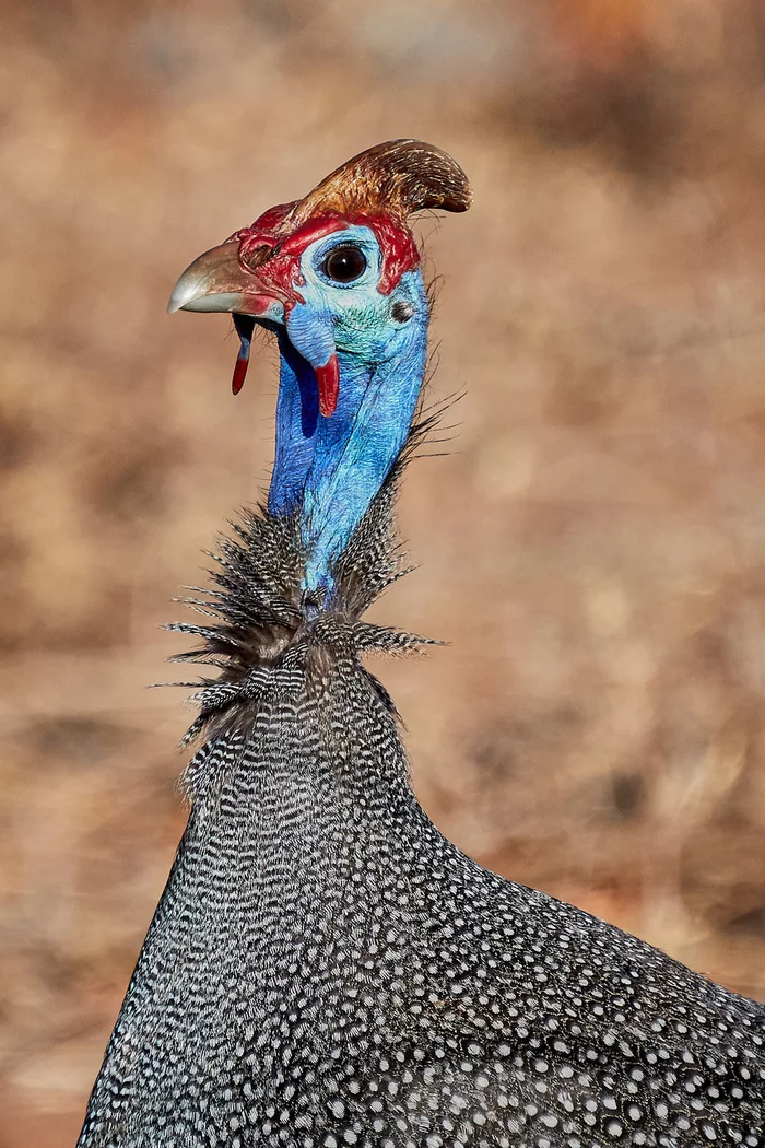 Guinea fowl - Guinea fowl, Portrait, Birds, Wild animals, wildlife, Kruger National Park, South Africa, The photo