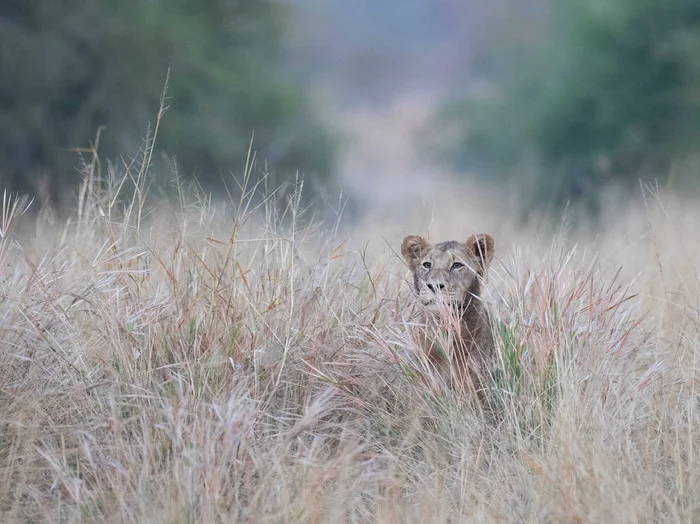 Lion cub in tall grass - Lion cubs, a lion, Big cats, Cat family, Predatory animals, Wild animals, wildlife, Reserves and sanctuaries, South Africa, The photo, Young, Grass