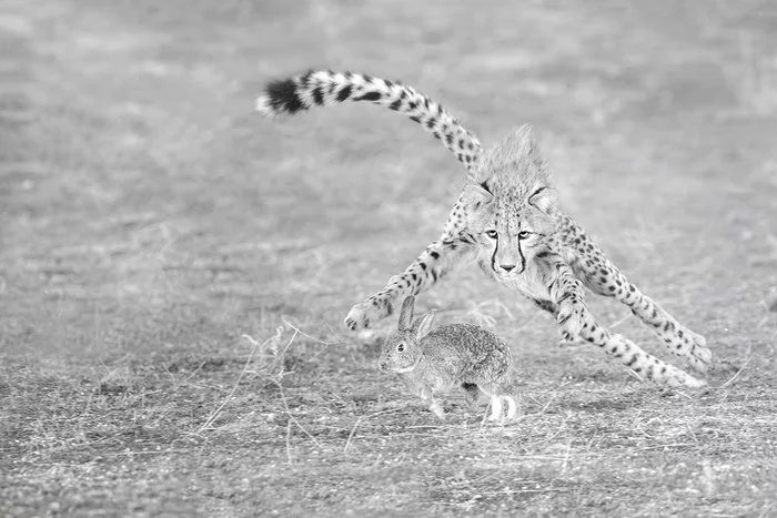 Well, hare, wait! - Cheetah, Small cats, Cat family, Predatory animals, Wild animals, wildlife, Reserves and sanctuaries, Zanzibar, Africa, The photo, Погоня, Hunting, Mining, Hare, Longpost