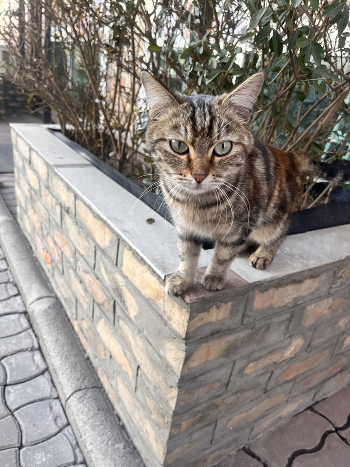 ������� ������