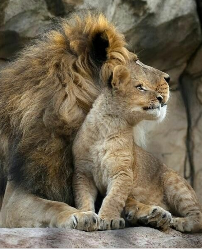 So mom goes, something delicious carries) - a lion, Lion cubs, Big cats, Cat family, Wild animals, Predatory animals, The photo