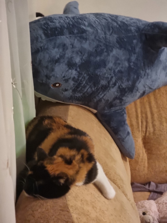 ��������� �����,� ��� ����)